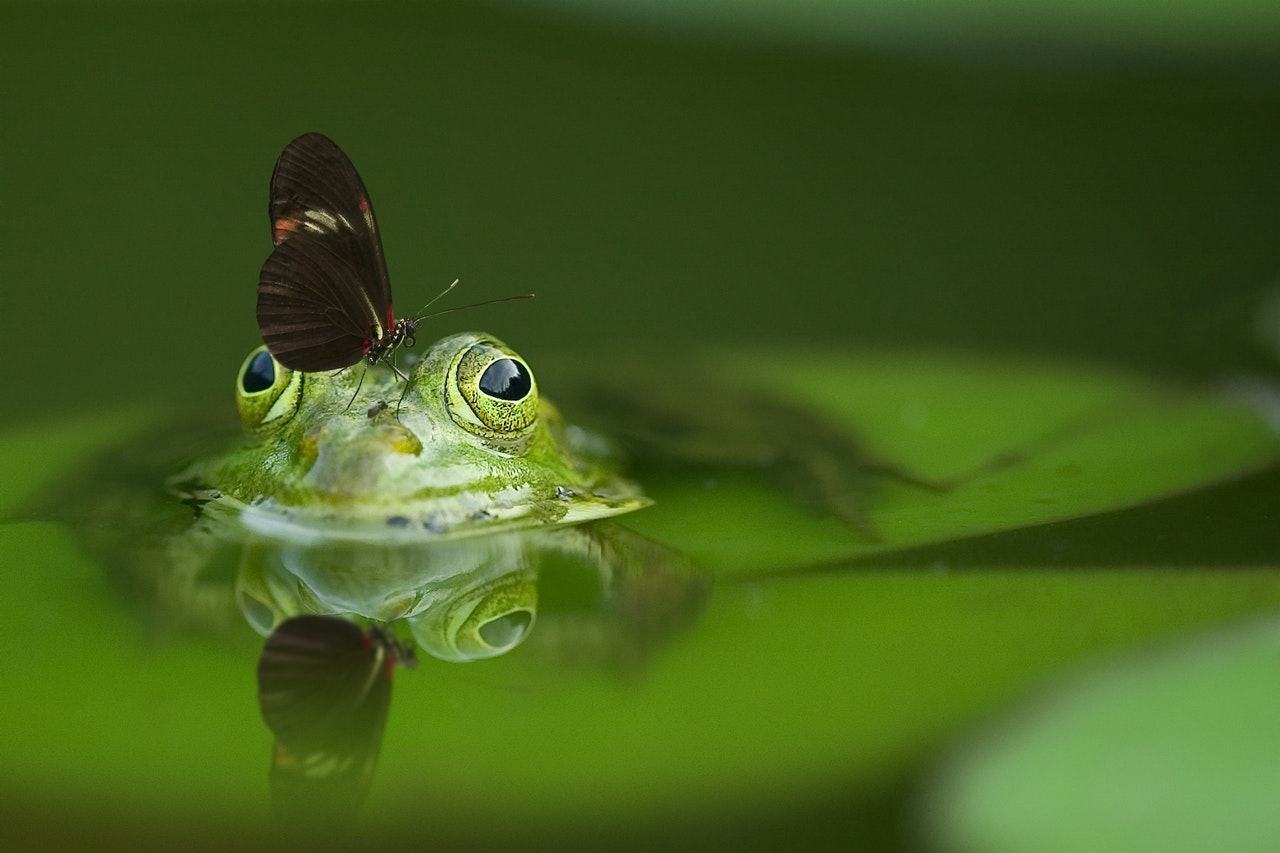 Butterfly on a frog